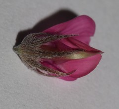 Indigofera auricoma