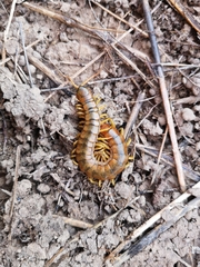 Scolopendra cingulata