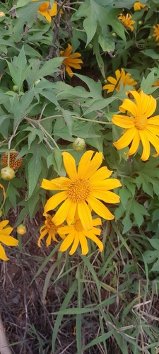 Mexican sunflower