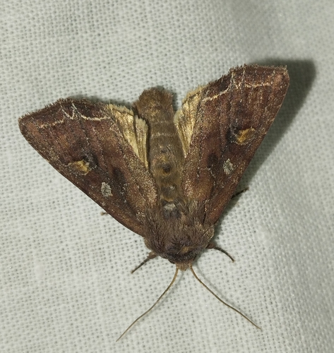 Bright-line Brown-eye