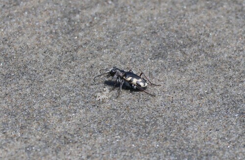 Western Beach Tiger Beetle photo 5