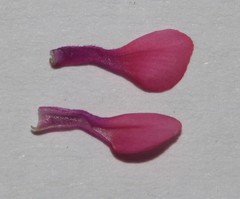 Indigofera auricoma