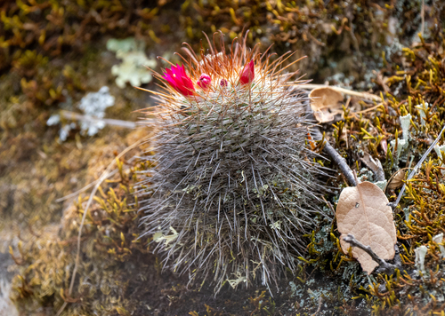 Mammillaria rekoi
