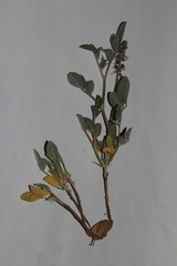 Indigofera auricoma