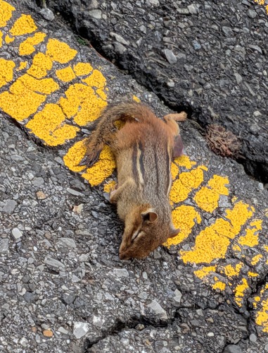 Eastern Chipmunk photographed in Alabama