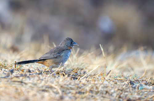 White-throated Towhee (Melozone albicollis), photo 2
