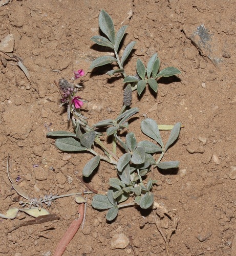 Image of Indigofera auricoma by (c) Brian du Preez, some rights reserved (CC BY-SA)