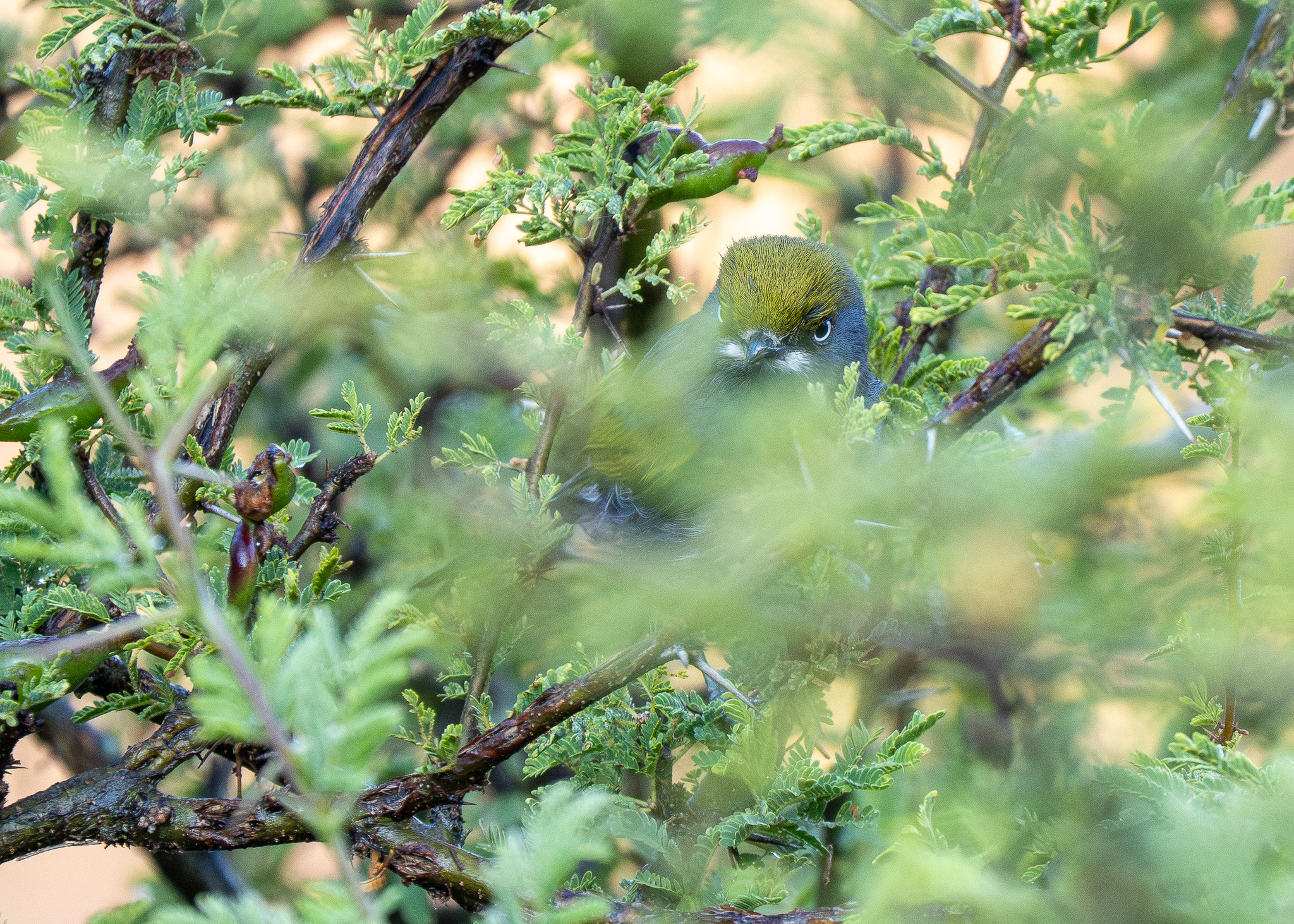 Slaty Vireo (Vireo brevipennis), photo 3
