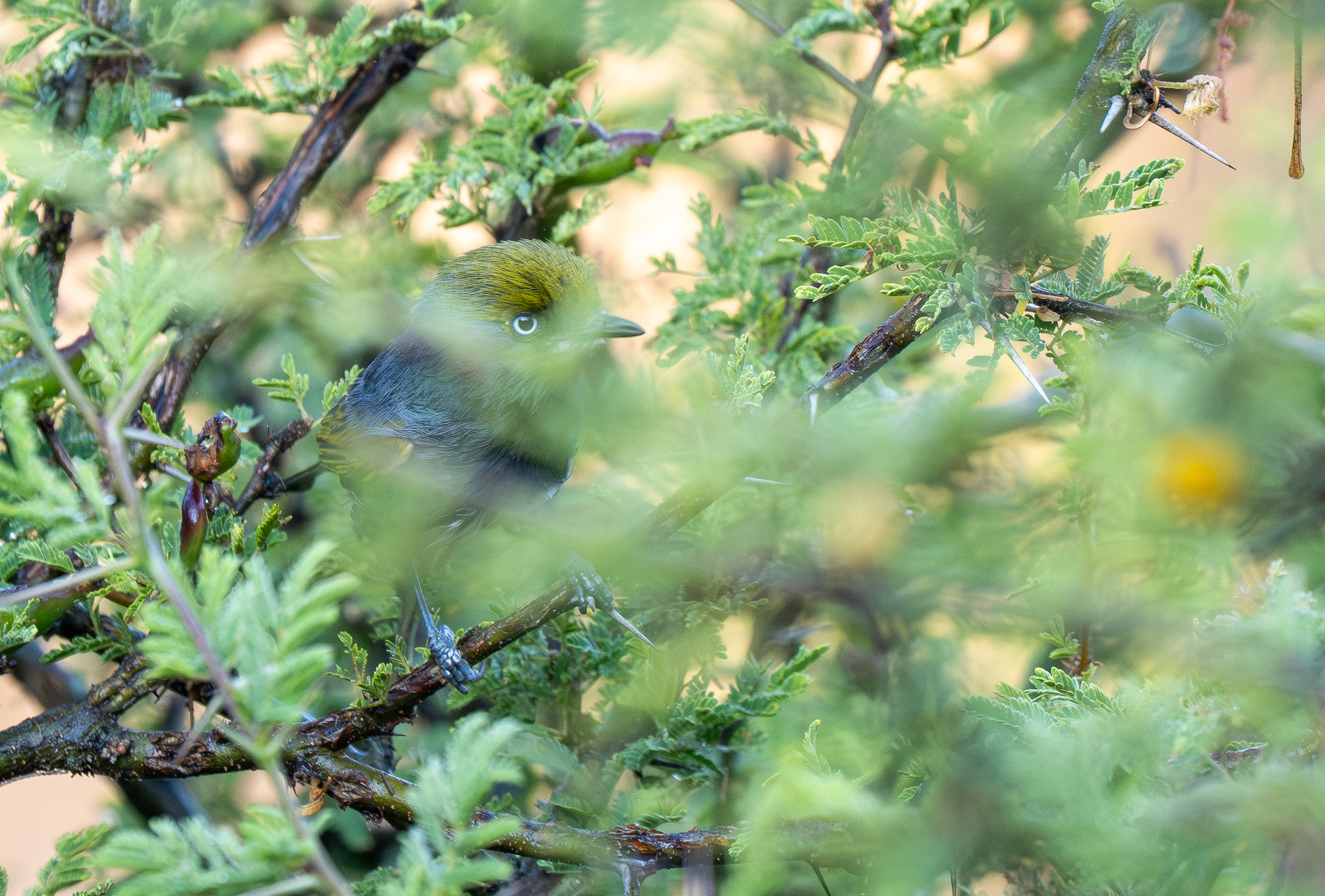 Slaty Vireo (Vireo brevipennis), photo 8