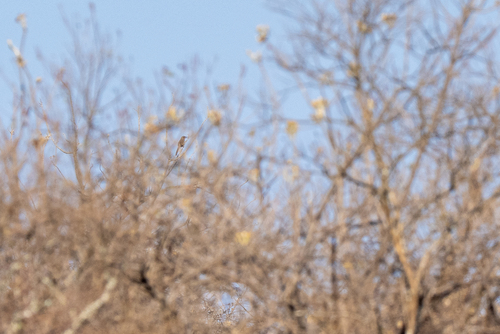 Ocellated Thrasher (Toxostoma ocellatum), photo 5