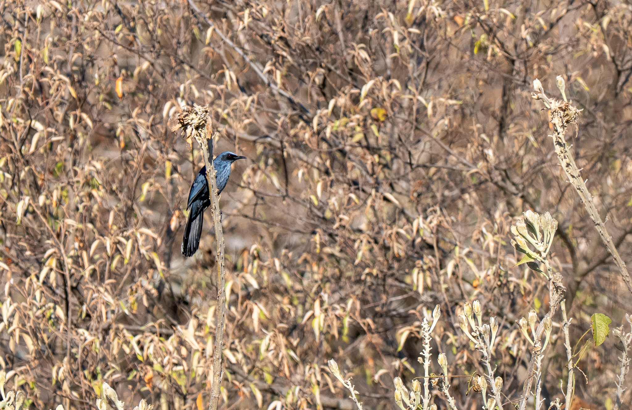 Blue Mockingbird (Melanotis caerulescens), photo 4