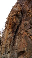 Taphozous nudiventris