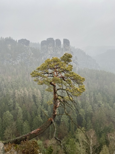 Paprastoji pušis nuotrauka