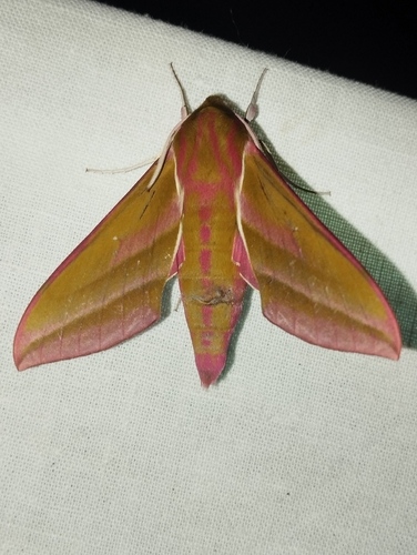 Elephant Hawkmoth