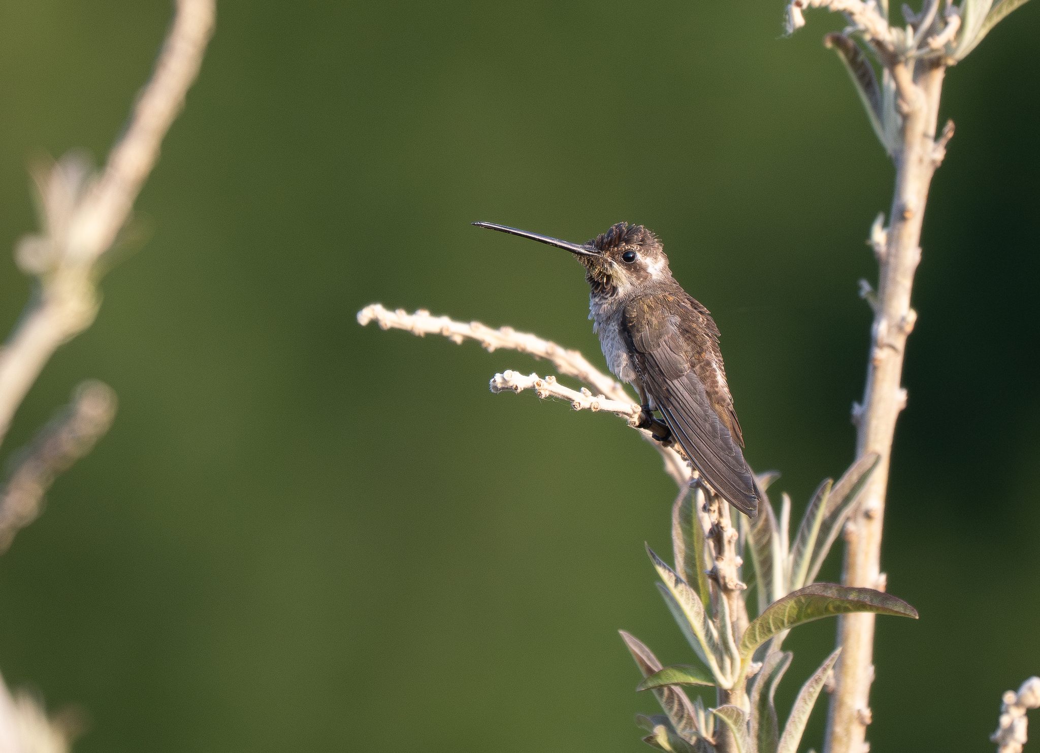 Plain-capped Starthroat (Heliomaster constantii), photo 5