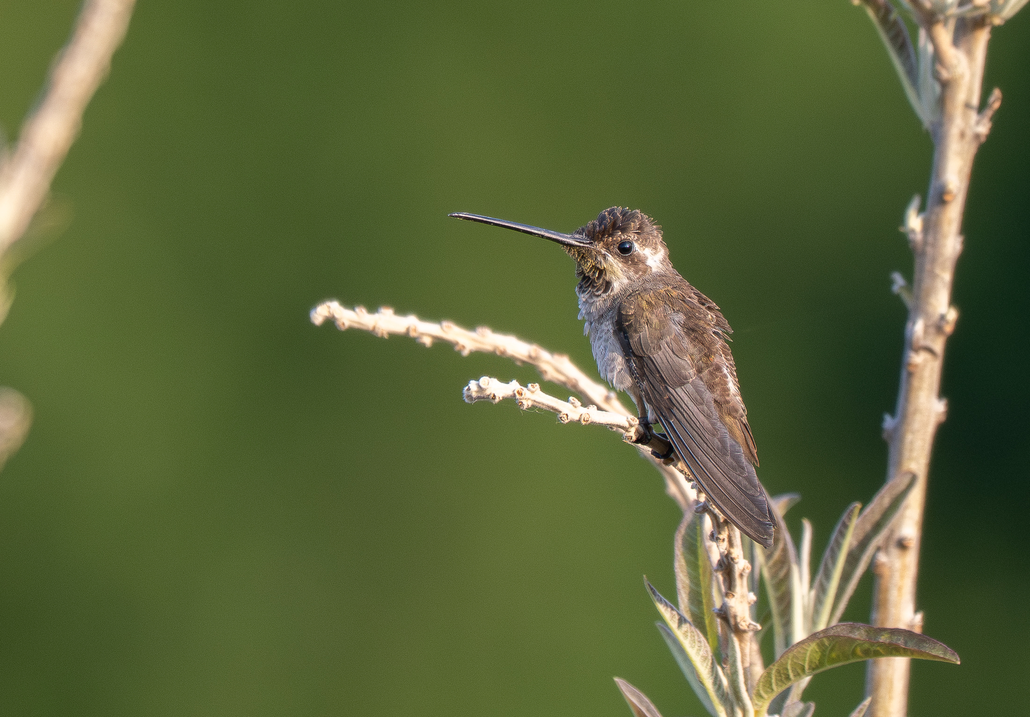 Plain-capped Starthroat (Heliomaster constantii), photo 6