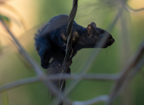 Mexican Gray Squirrel