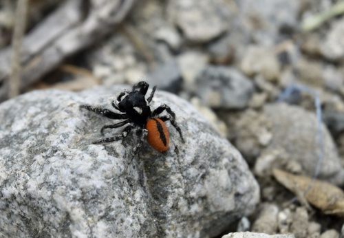 Red-bellied Jumping Spider