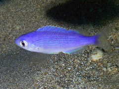 Teixeirichthys jordani