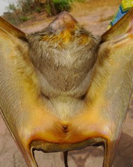 Taphozous nudiventris