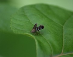 Strobisia proserpinella