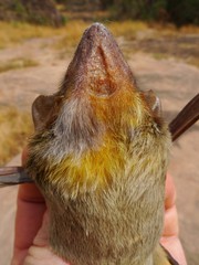Taphozous nudiventris