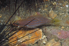 Anyperodon leucogrammicus