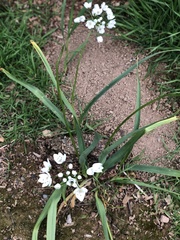Allium neapolitanum