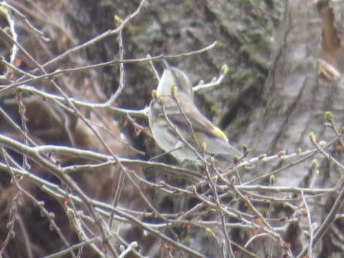Yellow-rumped Warbler photographed in Iowa