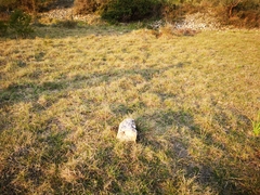 Scolopendra cingulata