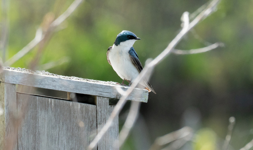 Tree Swallow