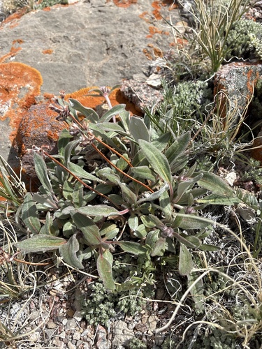 alpine golden buckwheat