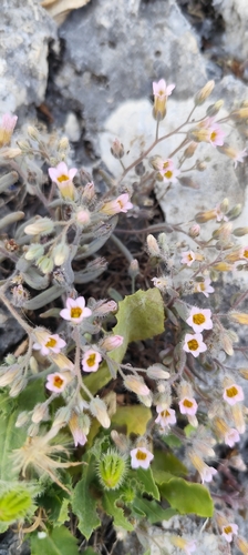 Sedum mucizonia, photograph 2