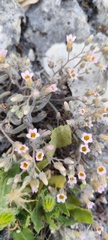 Sedum mucizonia, photograph (c) Santiago Martín-Bravo, some rights reserved (CC BY)