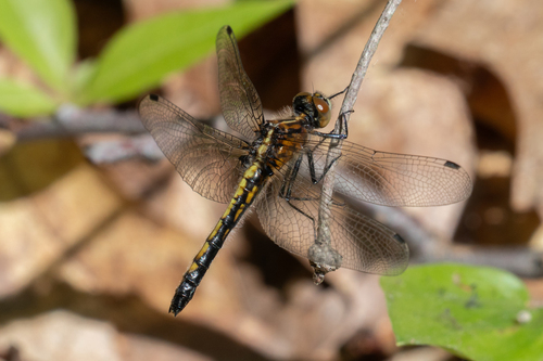 Dot-tailed Whiteface