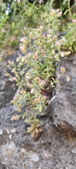 Sedum mucizonia, photograph (c) Santiago Martín-Bravo, some rights reserved (CC BY)