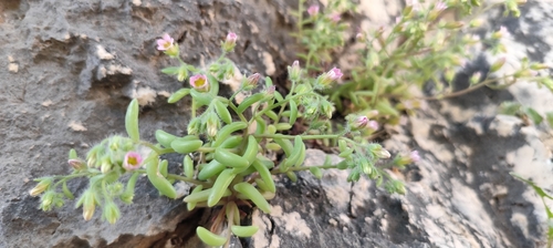Sedum mucizonia, photograph 4