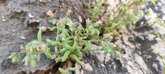 Sedum mucizonia, photograph (c) Santiago Martín-Bravo, some rights reserved (CC BY)