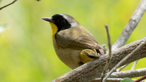 Common Yellowthroat