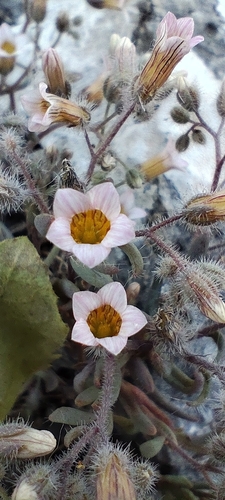 Sedum mucizonia, photograph 5