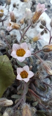 Sedum mucizonia, photograph (c) Santiago Martín-Bravo, some rights reserved (CC BY)