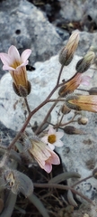 Sedum mucizonia, photograph (c) Santiago Martín-Bravo, some rights reserved (CC BY)