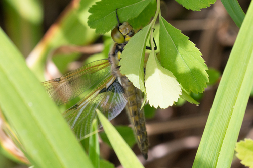 Four-spotted Chaser