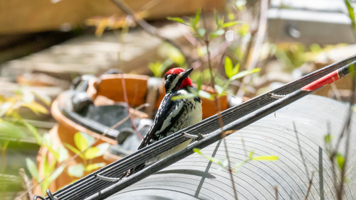 Yellow-bellied Sapsucker