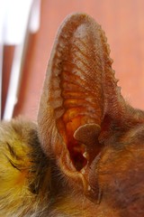 Taphozous nudiventris