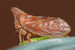 Melizoderes
