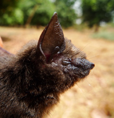 Tiny serotine