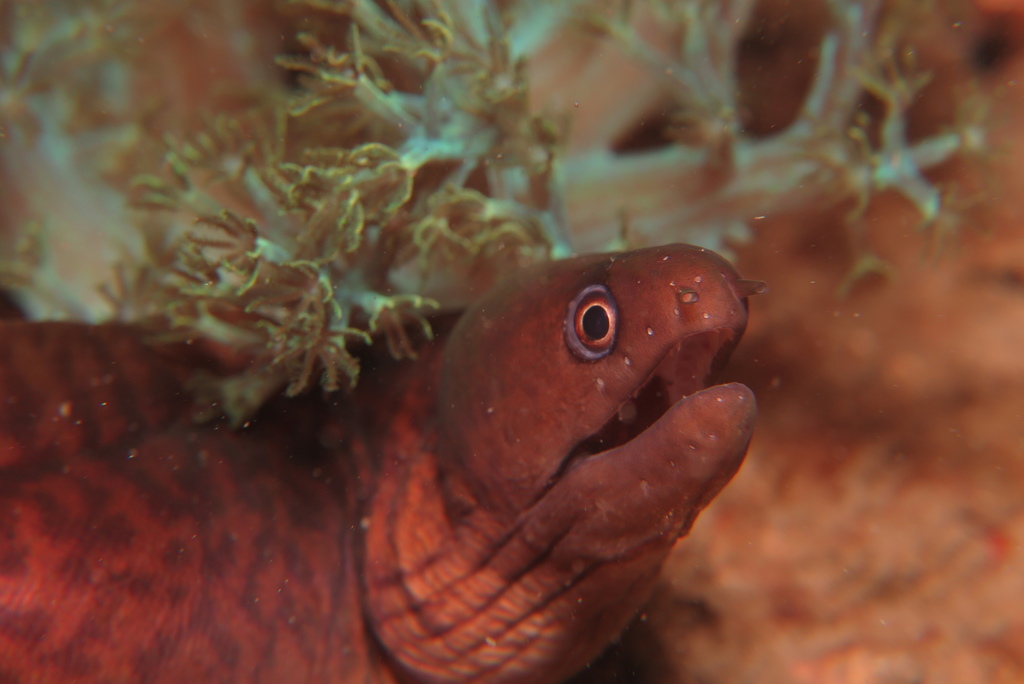 Vagrant moray