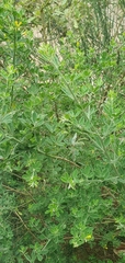 (c) Francesco, some rights reserved (CC BY) Cytisus villosus, photograph (c) Francesco, some rights reserved (CC BY)