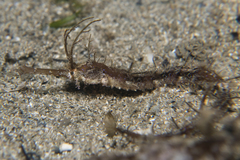 Halicampus macrorhynchus